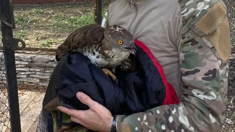 қырғи, құстар, 