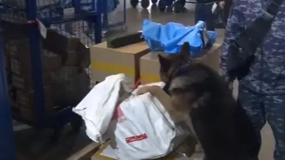 Собака ищет наркотики