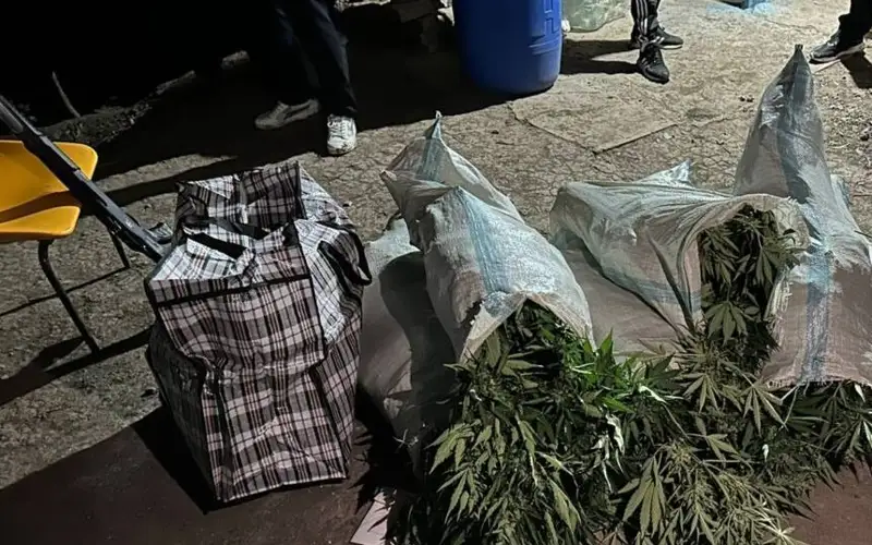 Плантацию марихуаны алматинские полицейские вычислили с помощью разведки с воздуха