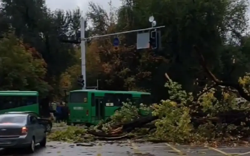 Дерево упало на автомобиль в Алматы
