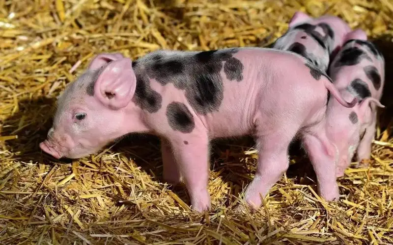 операция по пересадке сердца свиньи человеку