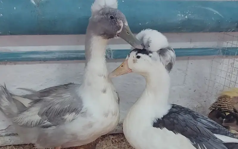 редкие птицы