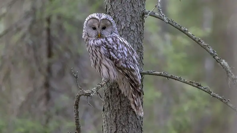 Бурабай қорығы