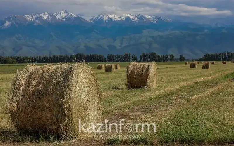ауыл шаруашылығы