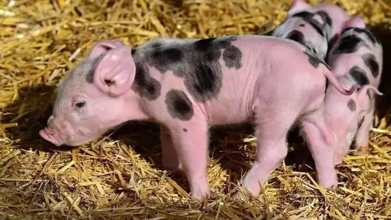 Америкада иккинчи одамга чўчқанинг юраги қўйилди