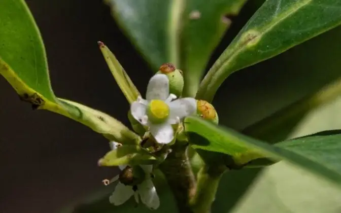 Падуб Пернамбуко