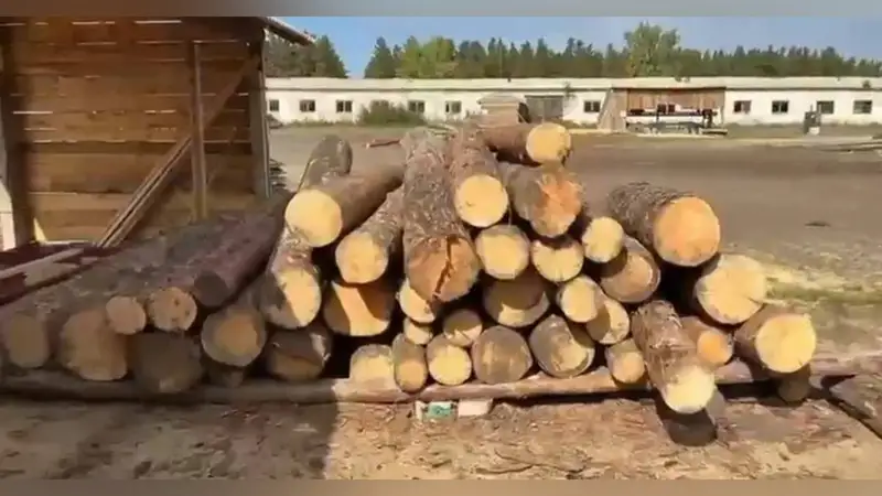 Вырубка лесов