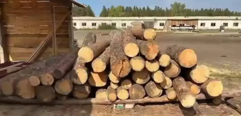 Вырубка лесов