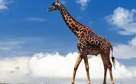 жираф  