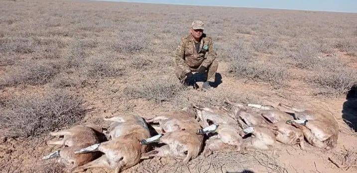 Түркістан облысында браконьерлерден 7 бас жабайы аңның денесі табылды