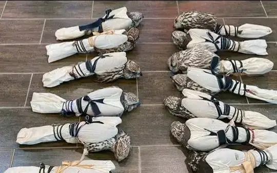 ıtelgimen ustaldy