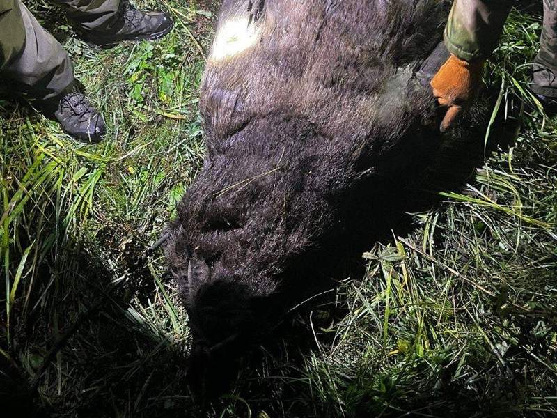 Медведя застрелил браконьер в ВКО