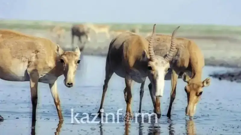 Saiga antelopes