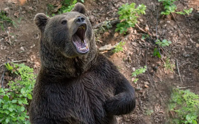 Медведя застрелил браконьер в ВКО