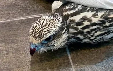 Спецоперация КНБ: контрабанду соколов-балобанов пресекли в Атырау