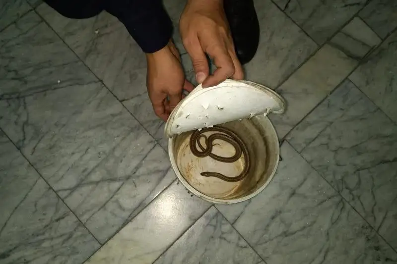 Semeıde turǵyn úı aýlasyna jylan kirip ketti