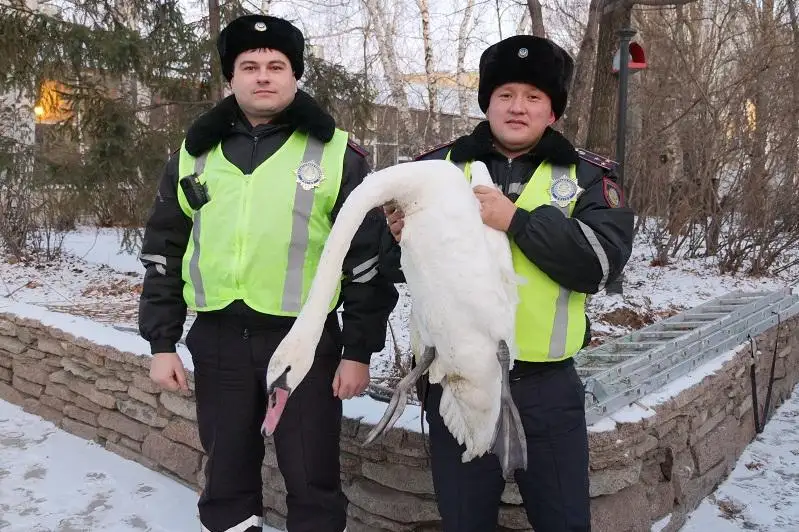 СҚО-да полицейлер жаралы аққуды құтқарды