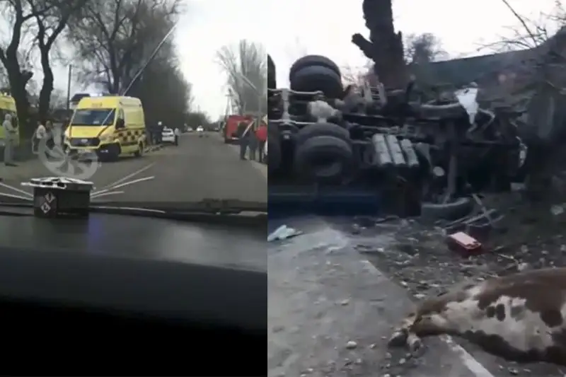 Алматы облысында жүк көлігі сиырларды қақты: Бір адам мерт болды
