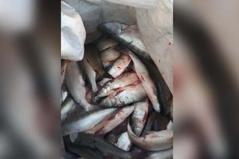 ShQO turǵynynan 1 tonnadan astam balyq tárkilendi