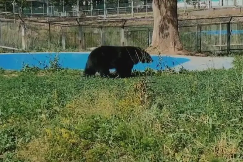 Almaty zoobaǵynyń aıýlary jańa orynǵa kóshirildi