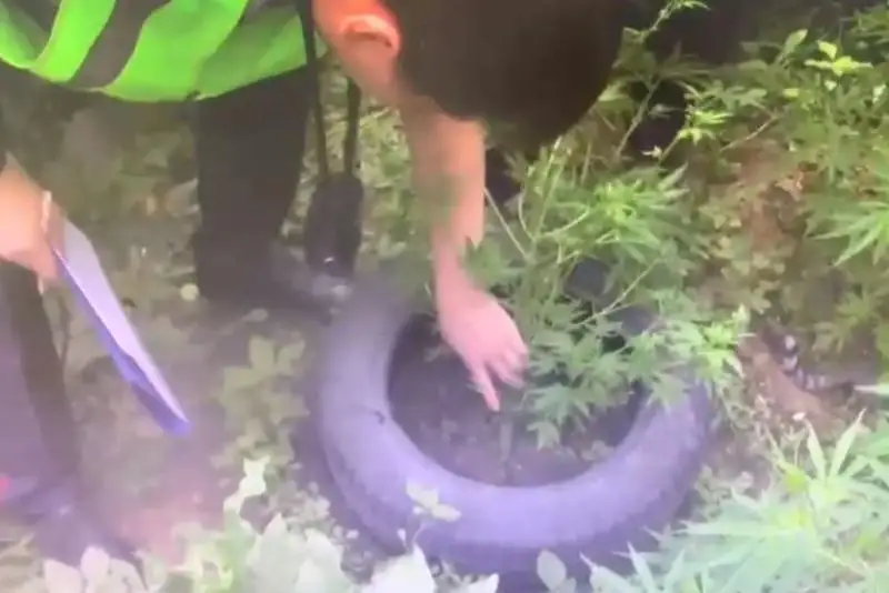 Oral turǵyny saıajaıynda kóknár ósirgen