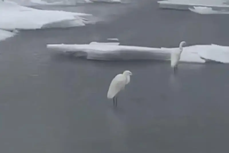 Белые цапли замечены в окрестностях Алматы