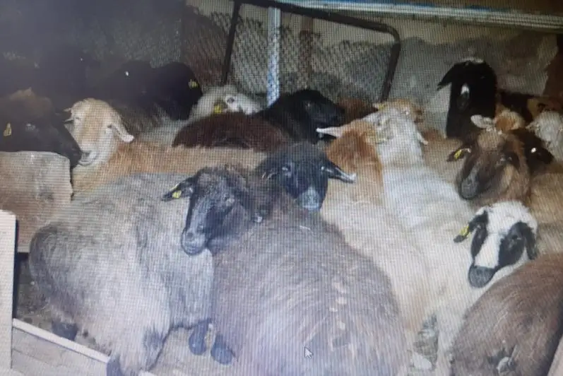Aqtóbede bir otar qoı urlap, soıyp alǵan top ustaldy