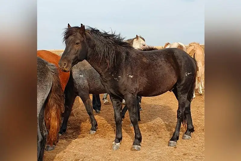 BQO polıtseıleri joǵalyp ketken 26 jylqyny taýyp, ıelerine qaıtardy