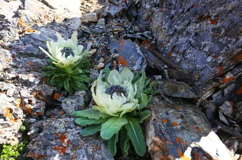 Google қыздарының катетері қынапқа арналған