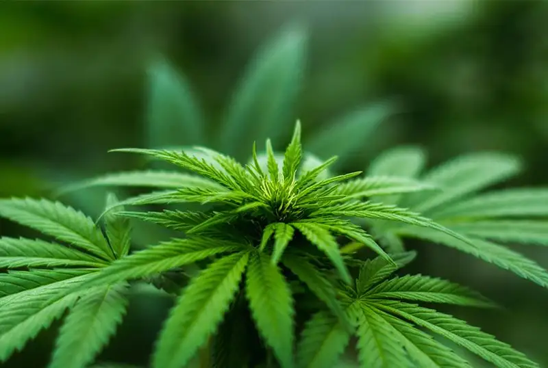 Как в Казахстане появилась индийская конопля и что из нее можно сделать