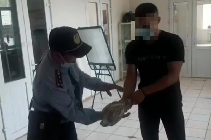 Polıtseıler suńqardy zańsyz alyp júrgen almatylyq júrgizýshini ustady