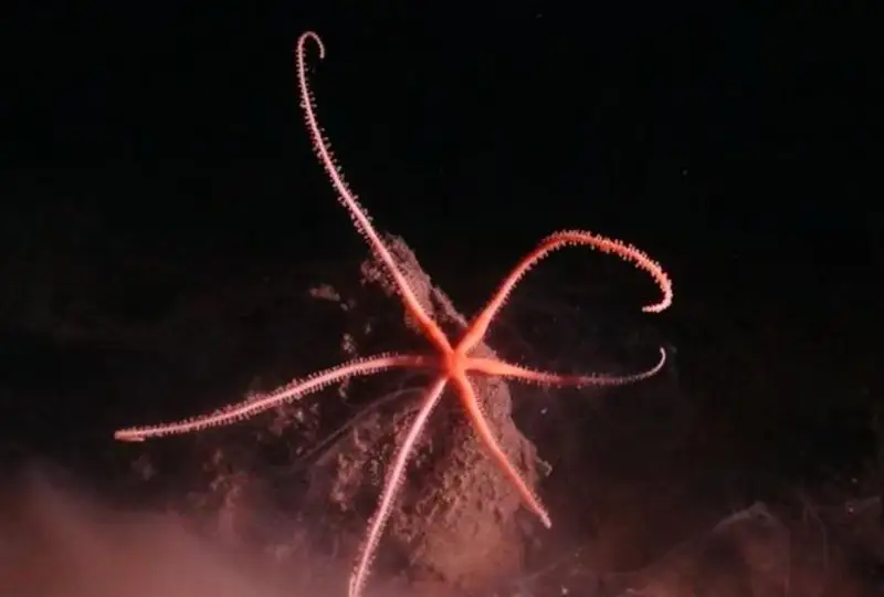 Пять тысяч ранее неизвестных существ обнаружили в Тихом океане