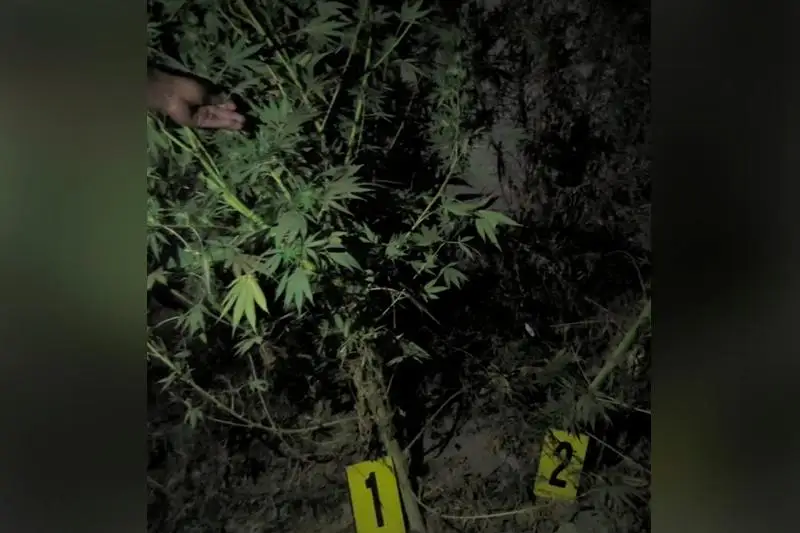 Shardara turǵyny aýlasynda 4,5 keli sora ósirgen