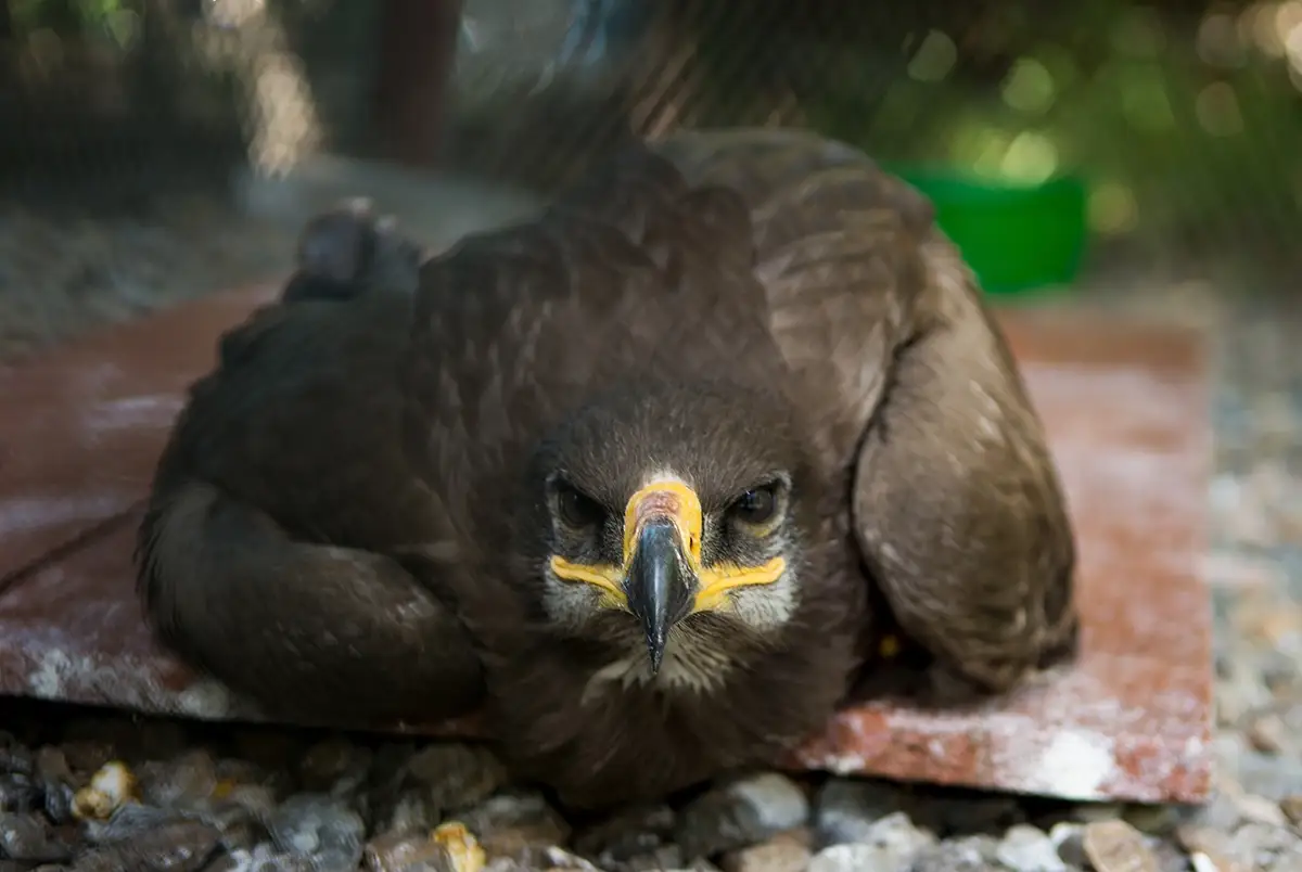 Порно транссексуал менің әтешімді сорады