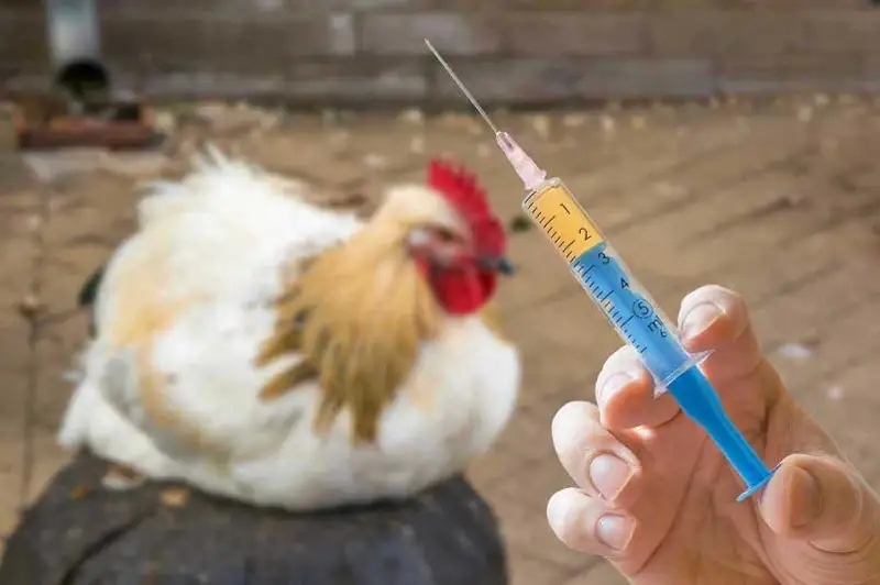 Jambyl oblysynda qus tumaýy boıynsha ahýal turaqty