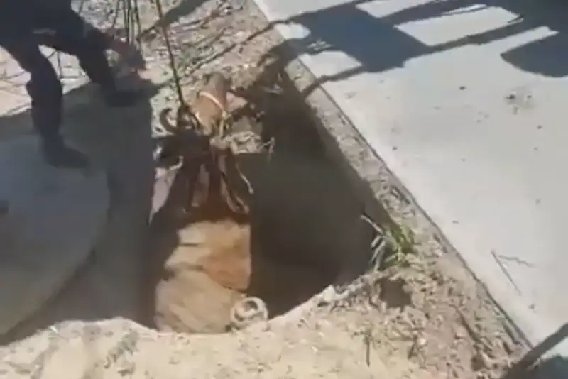 Qyzylordada sıyr sý qubyrynyń shuńqyryna túsip ketti
