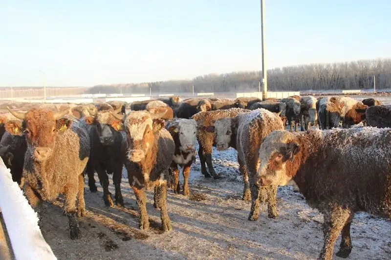 Aqmola oblysynda 10 myń bas iri qaraǵa arnalǵan mal bordaqylaý alańy ashyldy