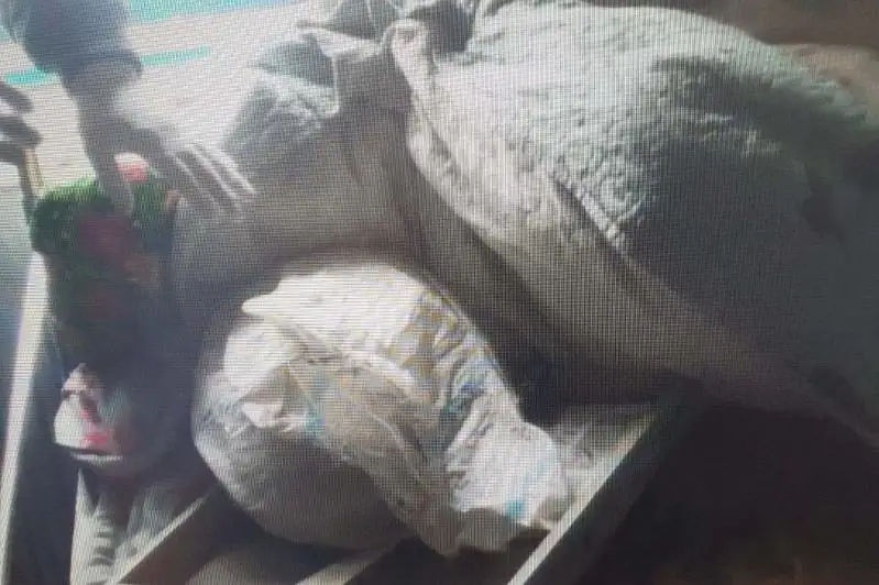 Jambyl oblysynda malshydan 9 kelige jýyq marıhýana tabyldy