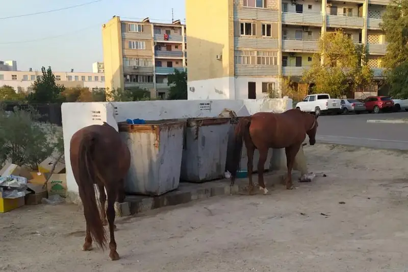 Aqtaýda jylqylar qoqys konteınerlerinen azyq izdep júr