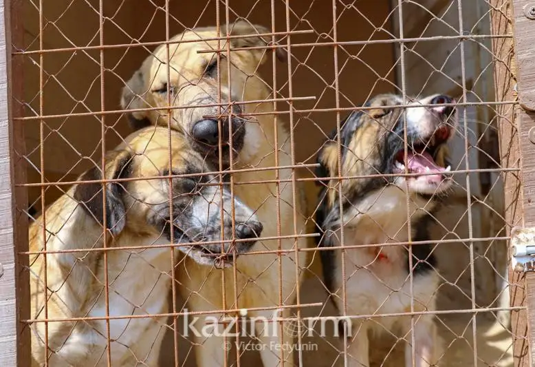 Qostanaı oblysynda qaskóıler baılaýly turǵan birneshe ıtti óltirip ketken