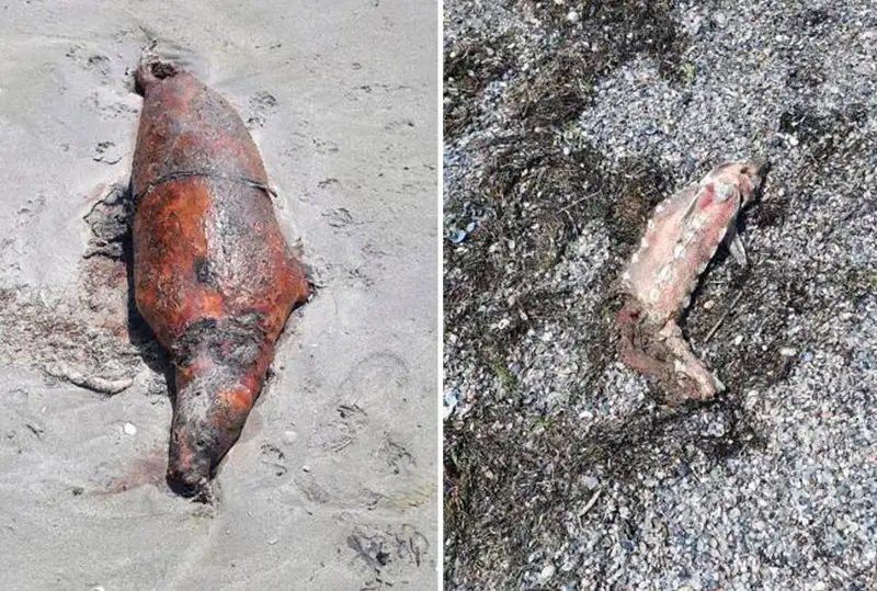 Несколько десятков мертвых тюленей и рыбы обнаружены на побережье Каспия