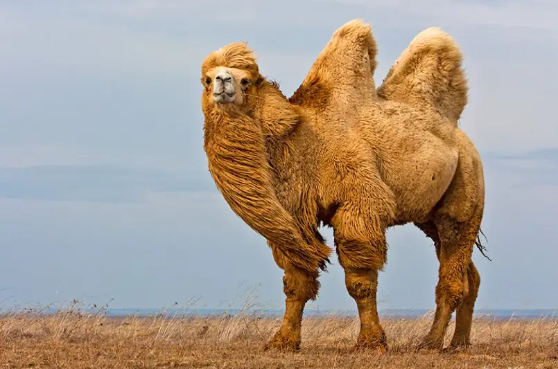Қисық денелі сексуалды аналар