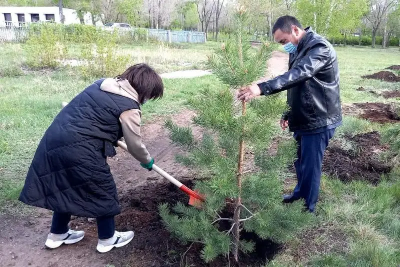 Aqmola oblysynda jasyl beldeýdi damytý jumysy jalǵasyp jatyr