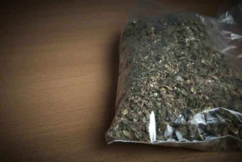 Qyzmettik ıt baspaldaq astynan asa iri kólemdegi gashısh tapty - Almaty oblysy