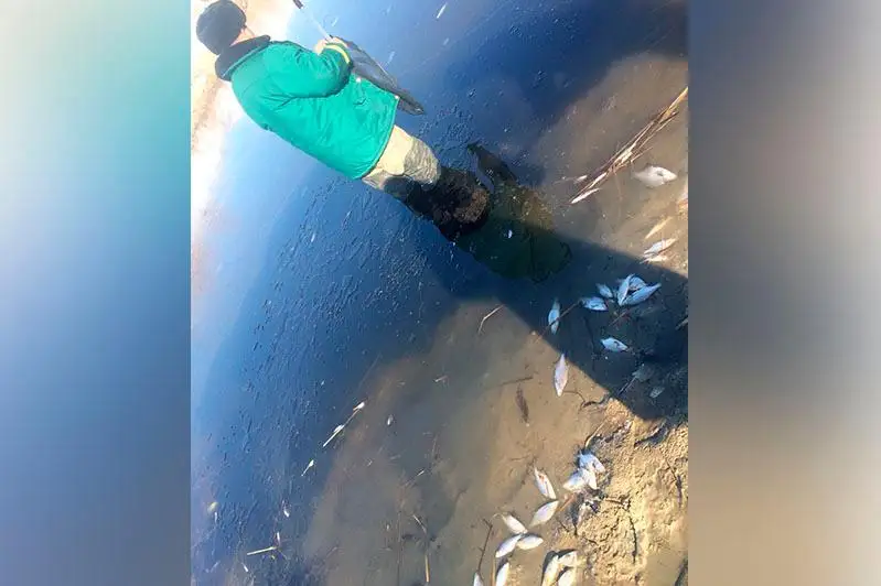 Aqtóbede Atjaqsy ózenindegi balyq qyrylyp qaldy