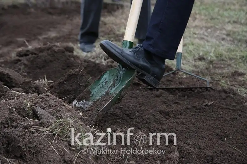 Almatyda Sıvers alma aǵashynyń 8 myń kósheti otyrǵyzyldy