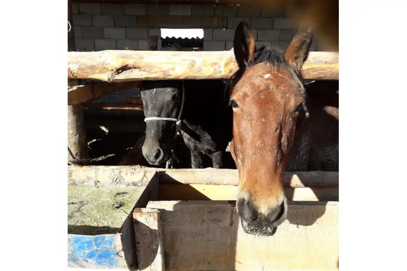 22 жастағы қызылордалық ару мал бордақылауды кәсіп етті