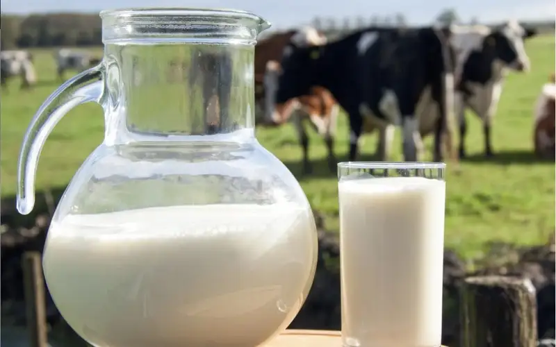 Потерять доход от сдачи молока могут сельчане – сенатор Кузиев