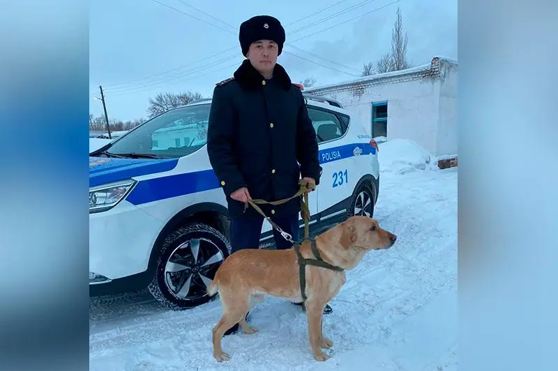 Qostanaıda qyzmettik ıtterdiń kómegimen 474 qylmys ashyldy