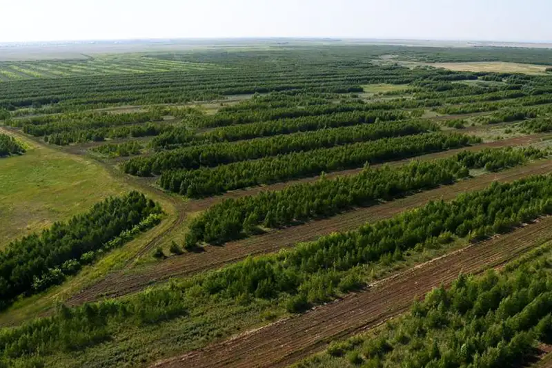 Астана айналасындағы «жасыл белдеу» бас қаланың дамуына қалай әсер етті